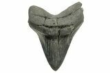 Serrated, Fossil Megalodon Tooth - South Carolina #374698-1